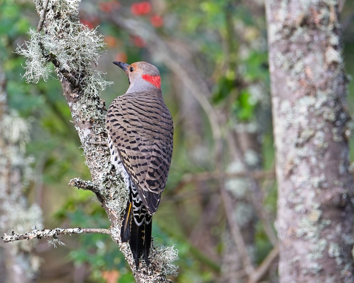 Northern Flicker - ML646625574