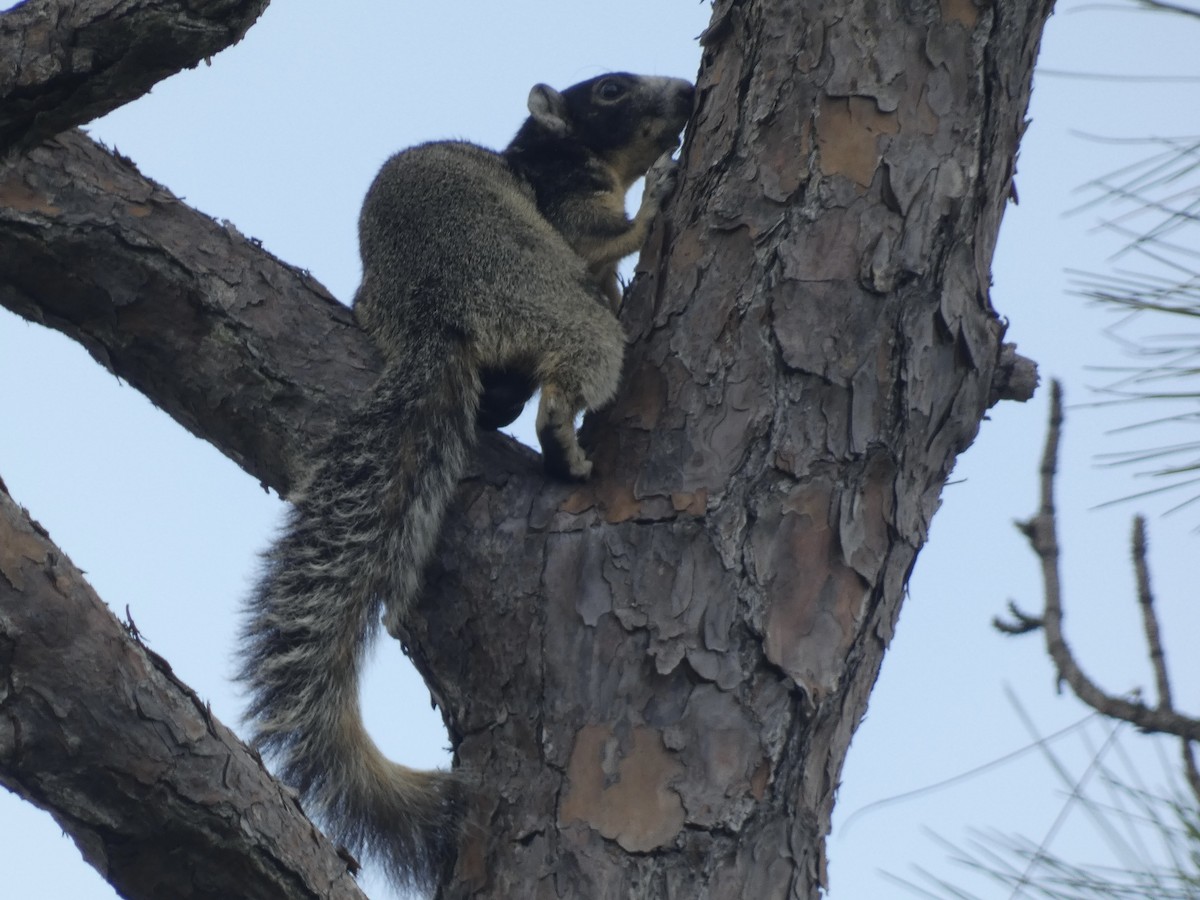 Eastern Fox Squirrel - ML646625575