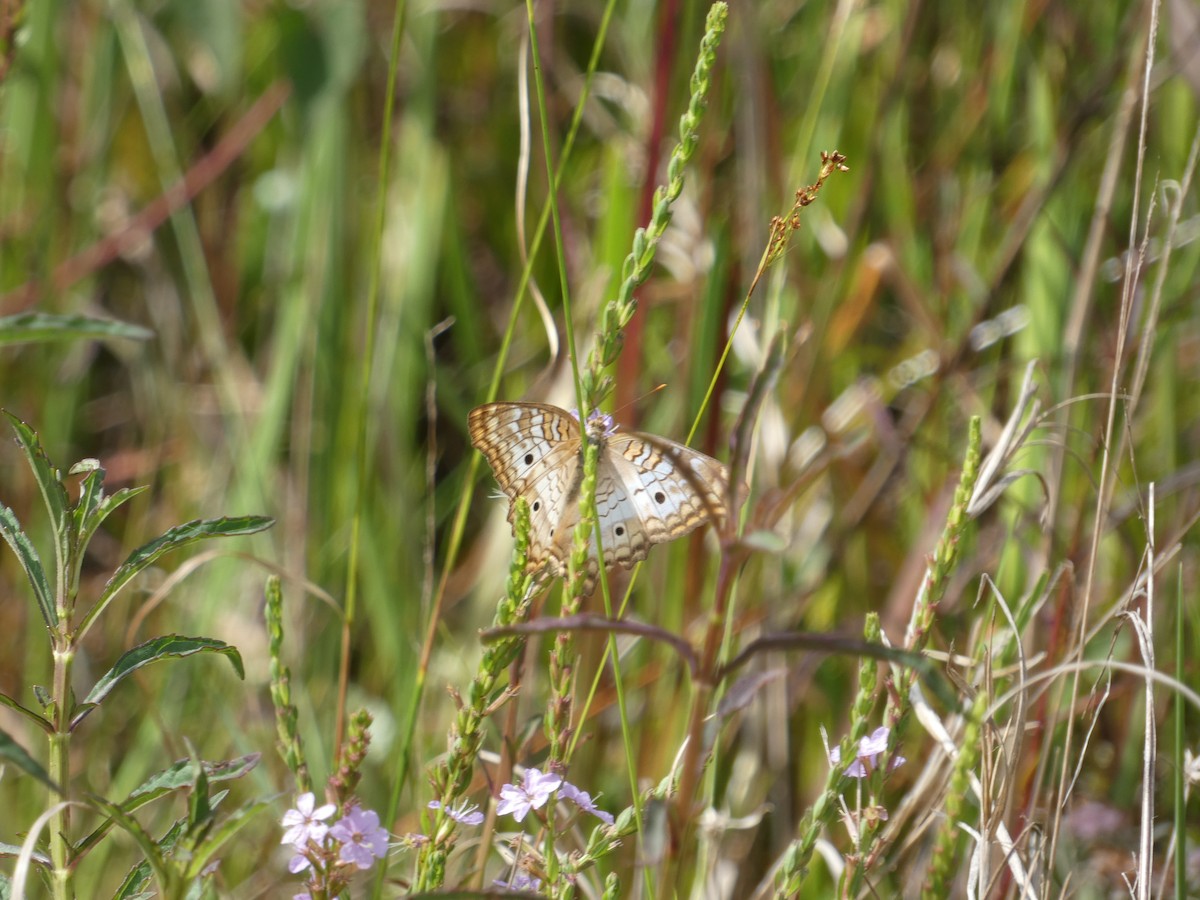 White Peacock - ML646625577