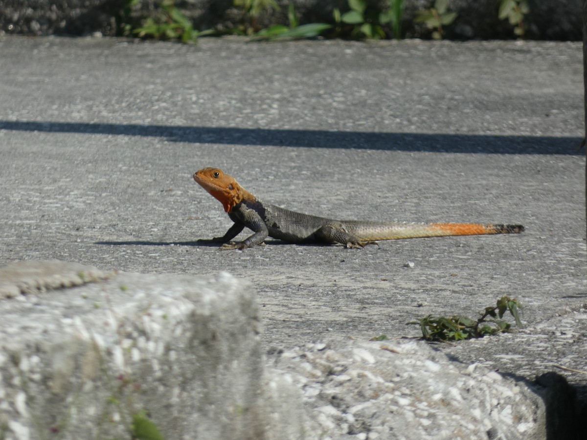 Peters's Rock Agama - ML646625578