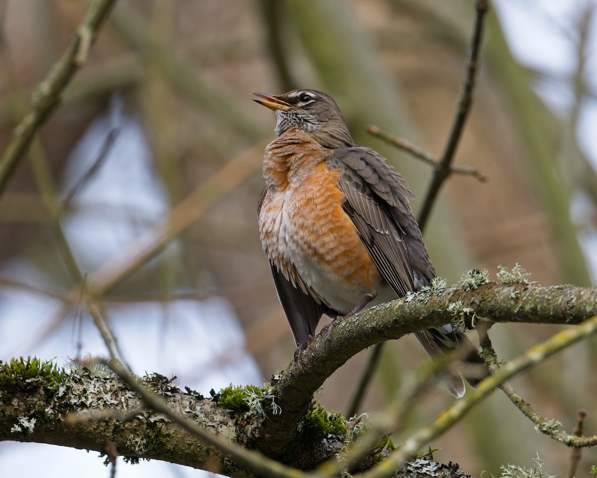 American Robin - ML646625579