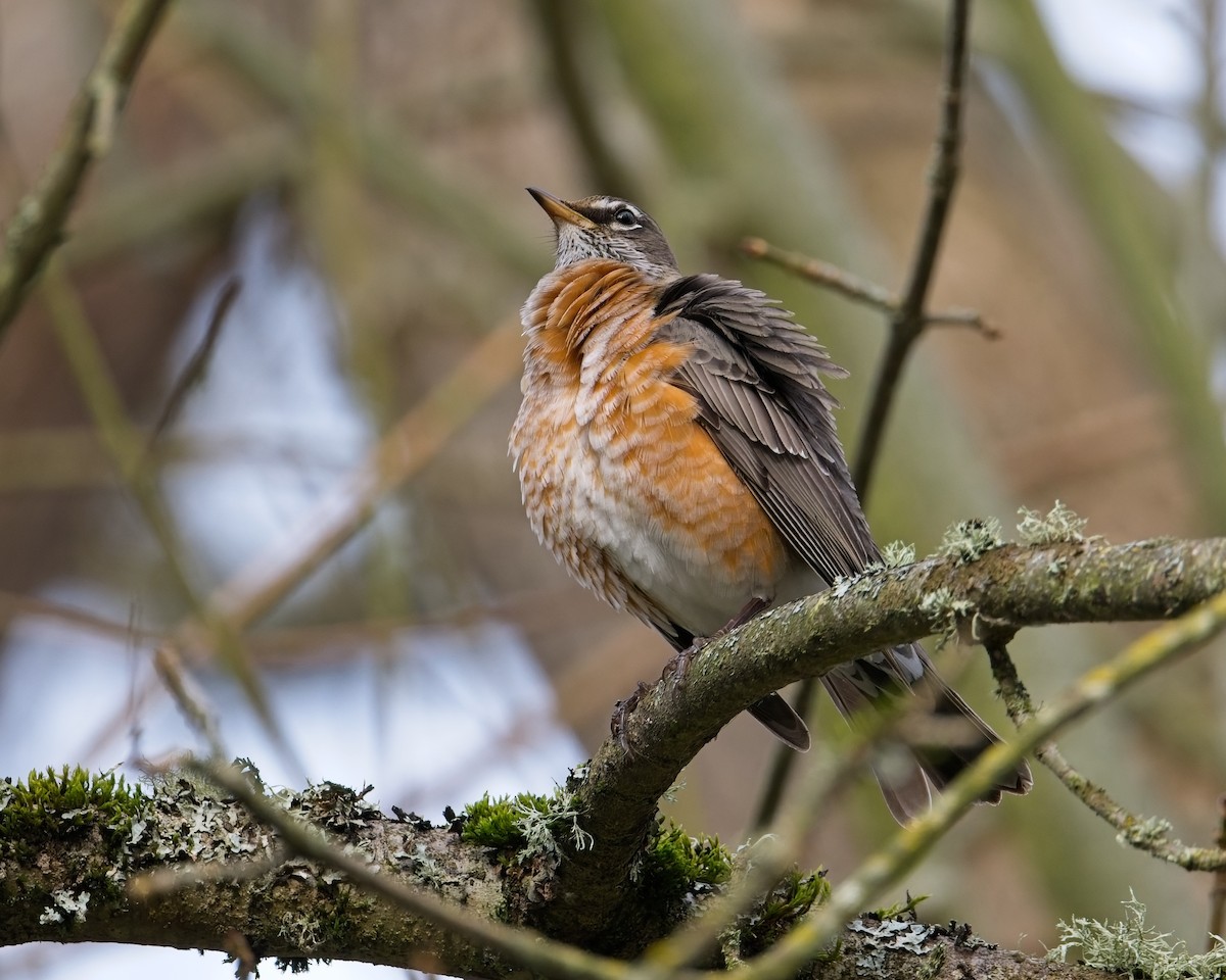American Robin - ML646625580