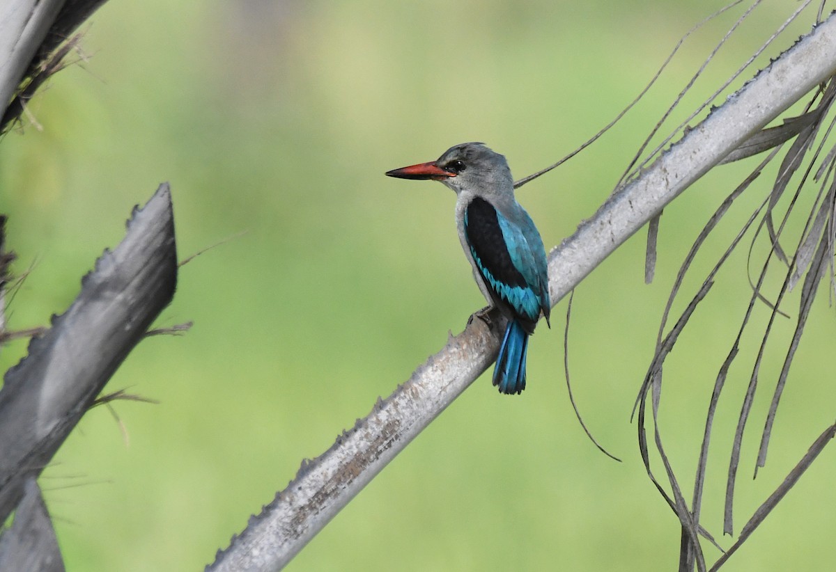 Woodland Kingfisher - ML646625581