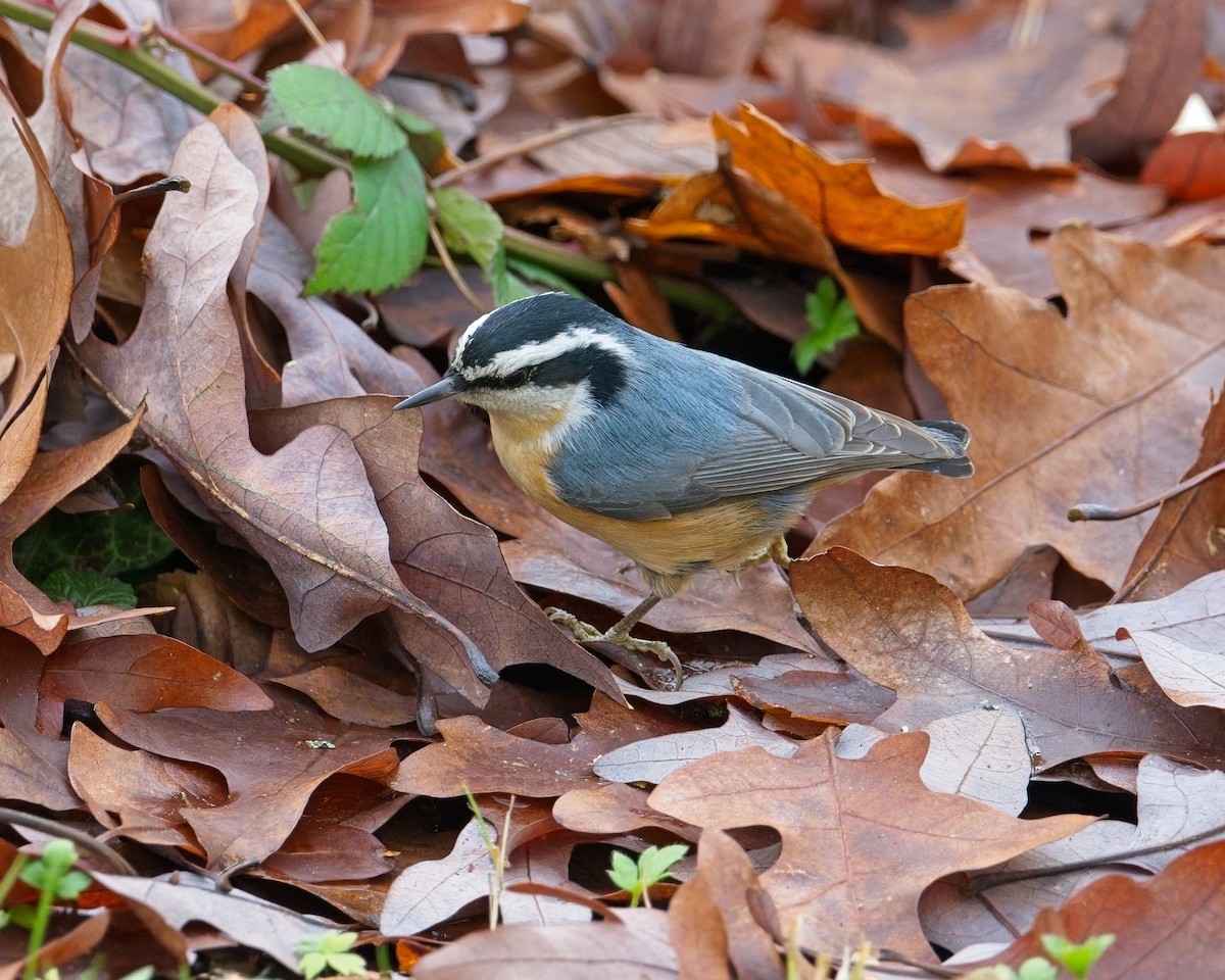 Red-breasted Nuthatch - ML646625582