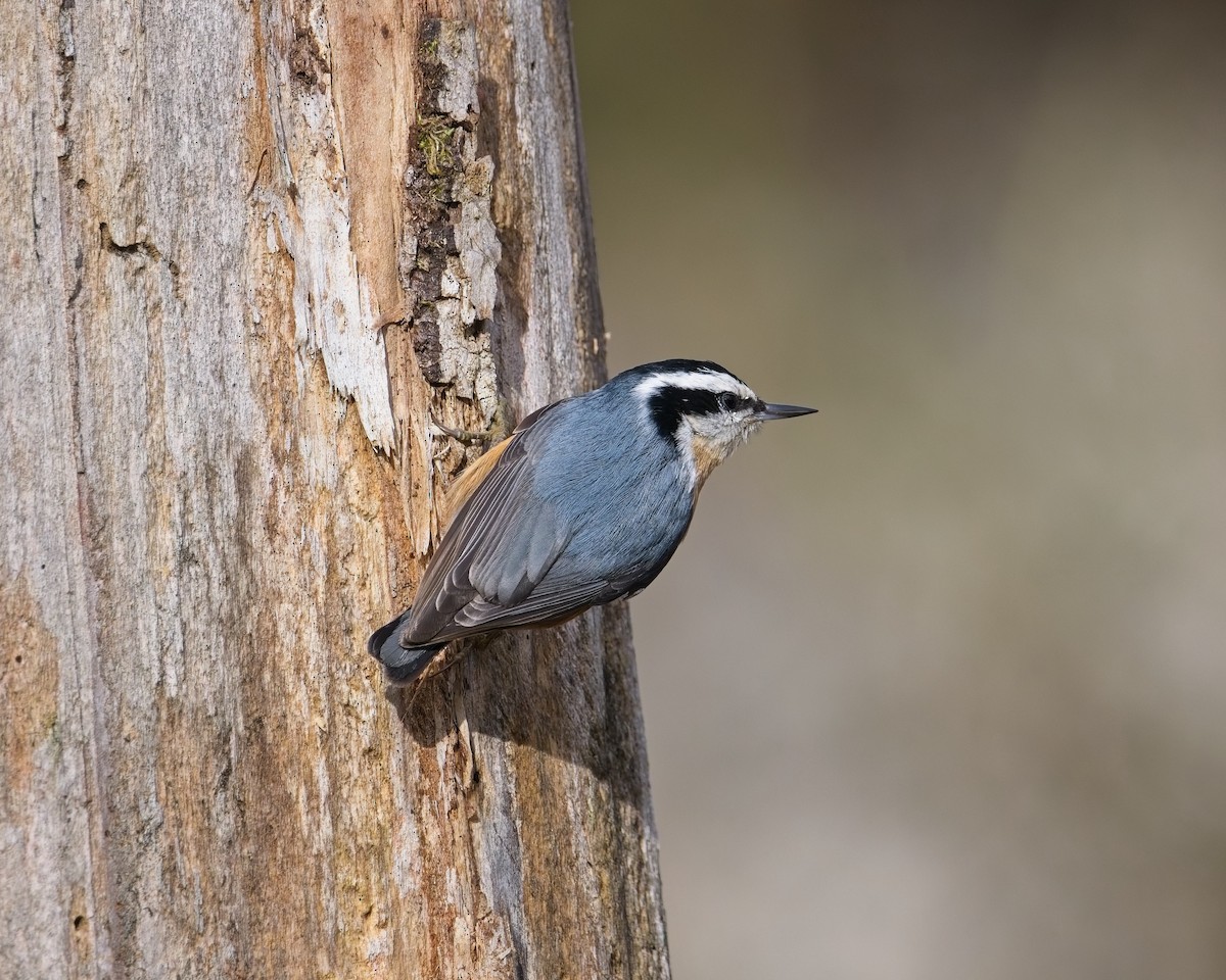 Red-breasted Nuthatch - ML646625583