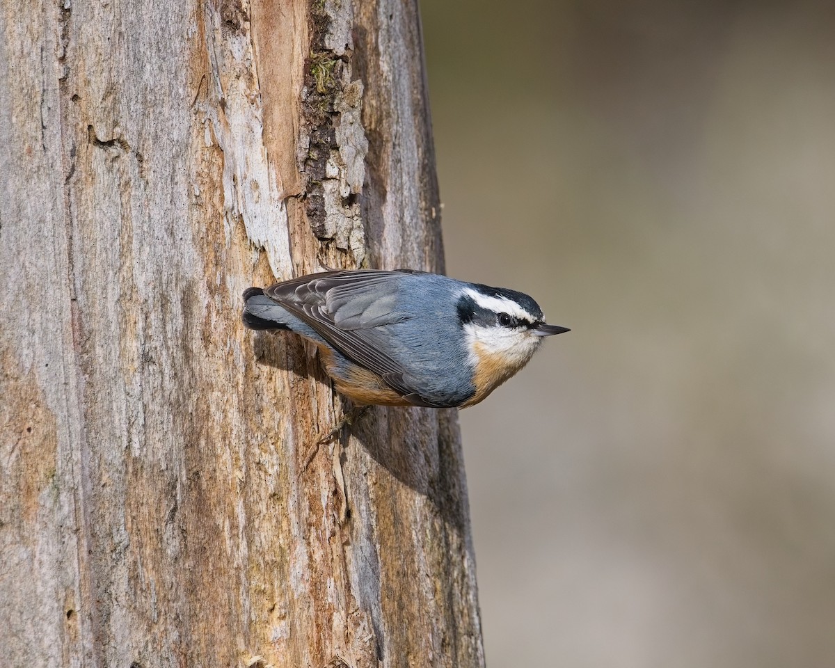 Red-breasted Nuthatch - ML646625584