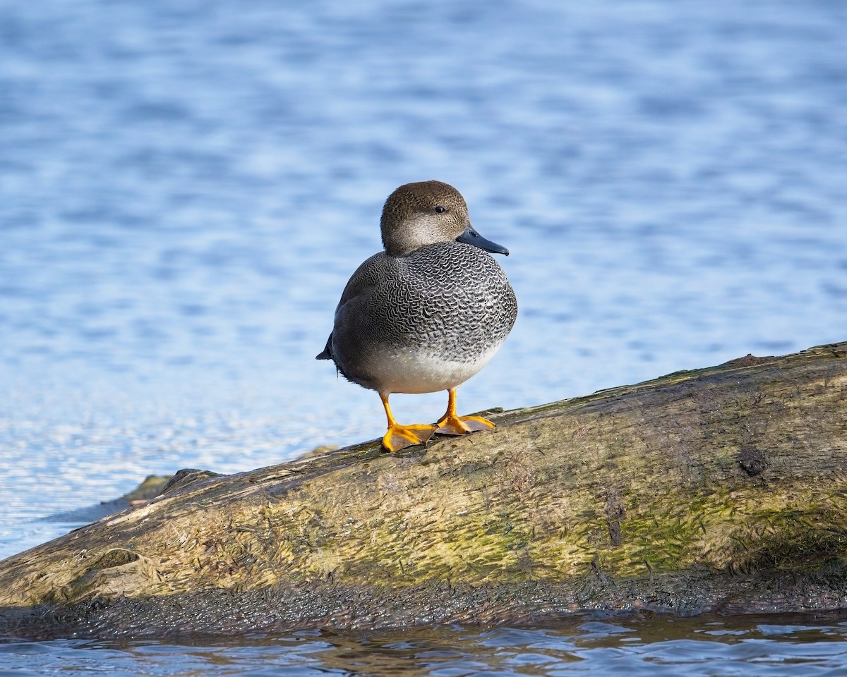 Gadwall - ML646625585