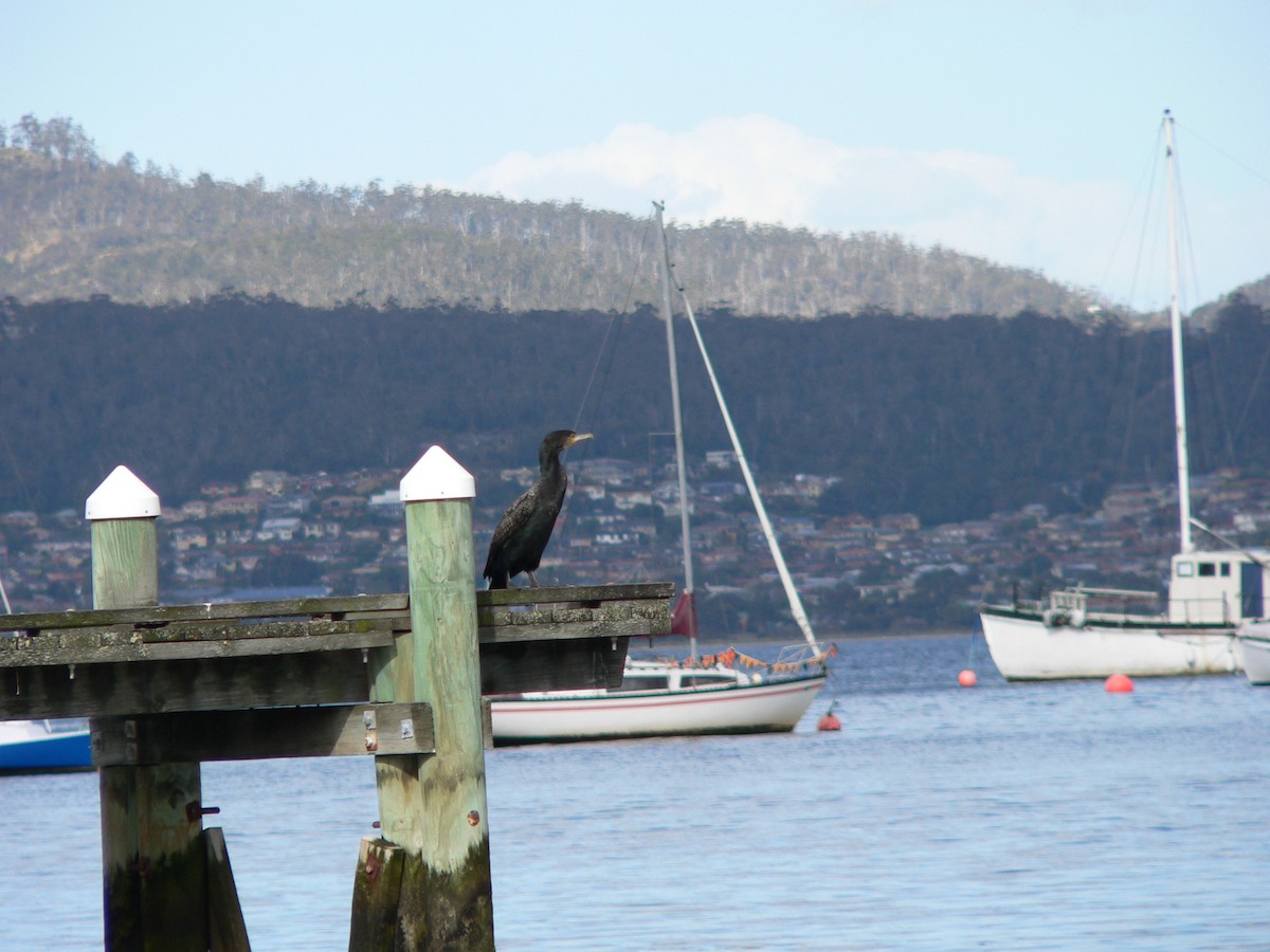 Большой баклан (novaehollandiae) - ML646625586