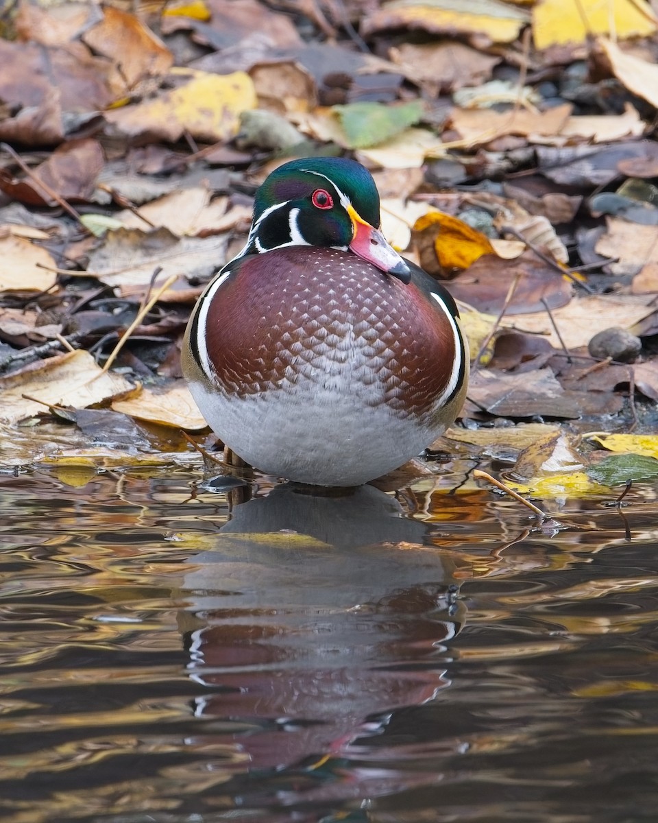 Wood Duck - ML646625594