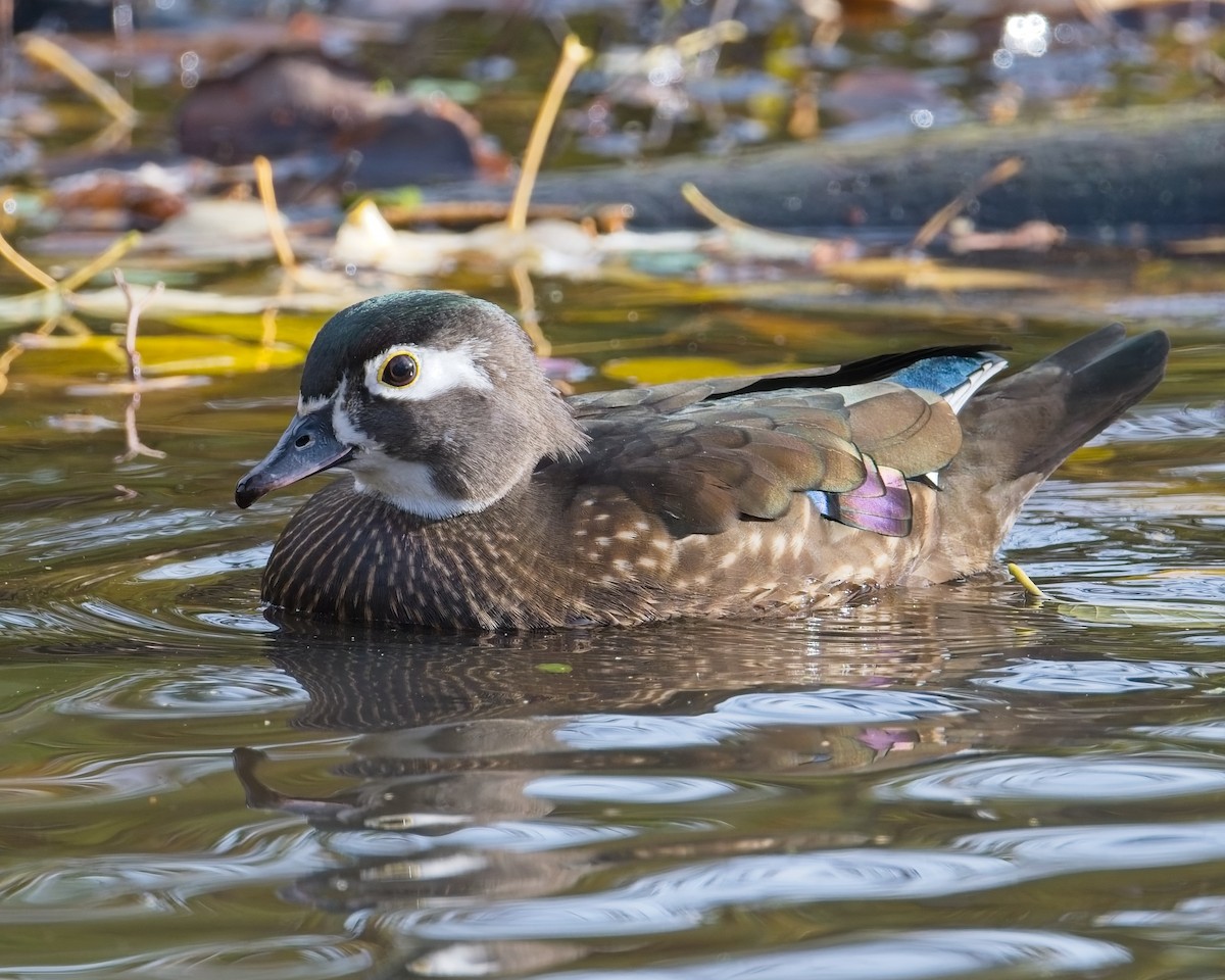 Wood Duck - ML646625595