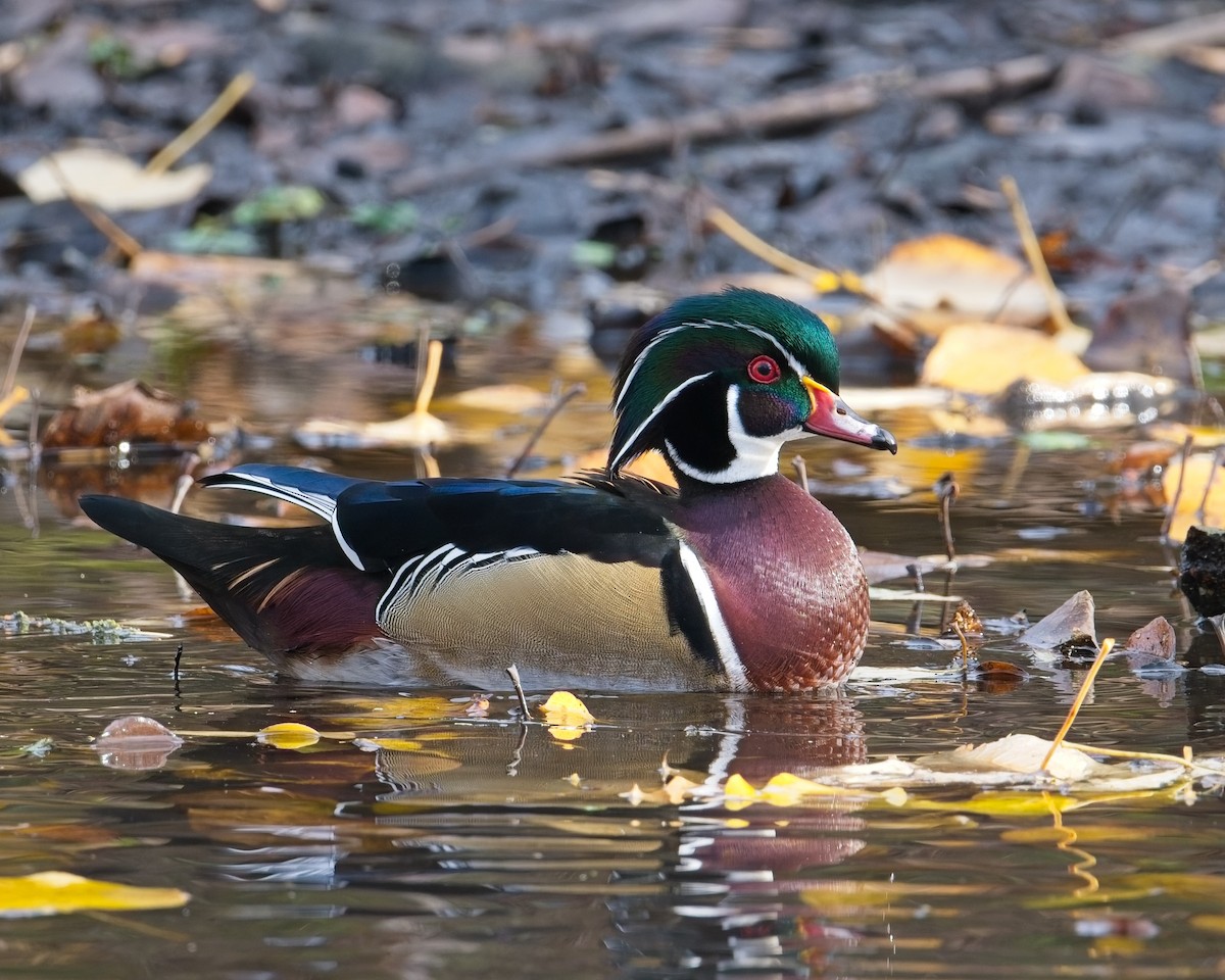 Wood Duck - ML646625597