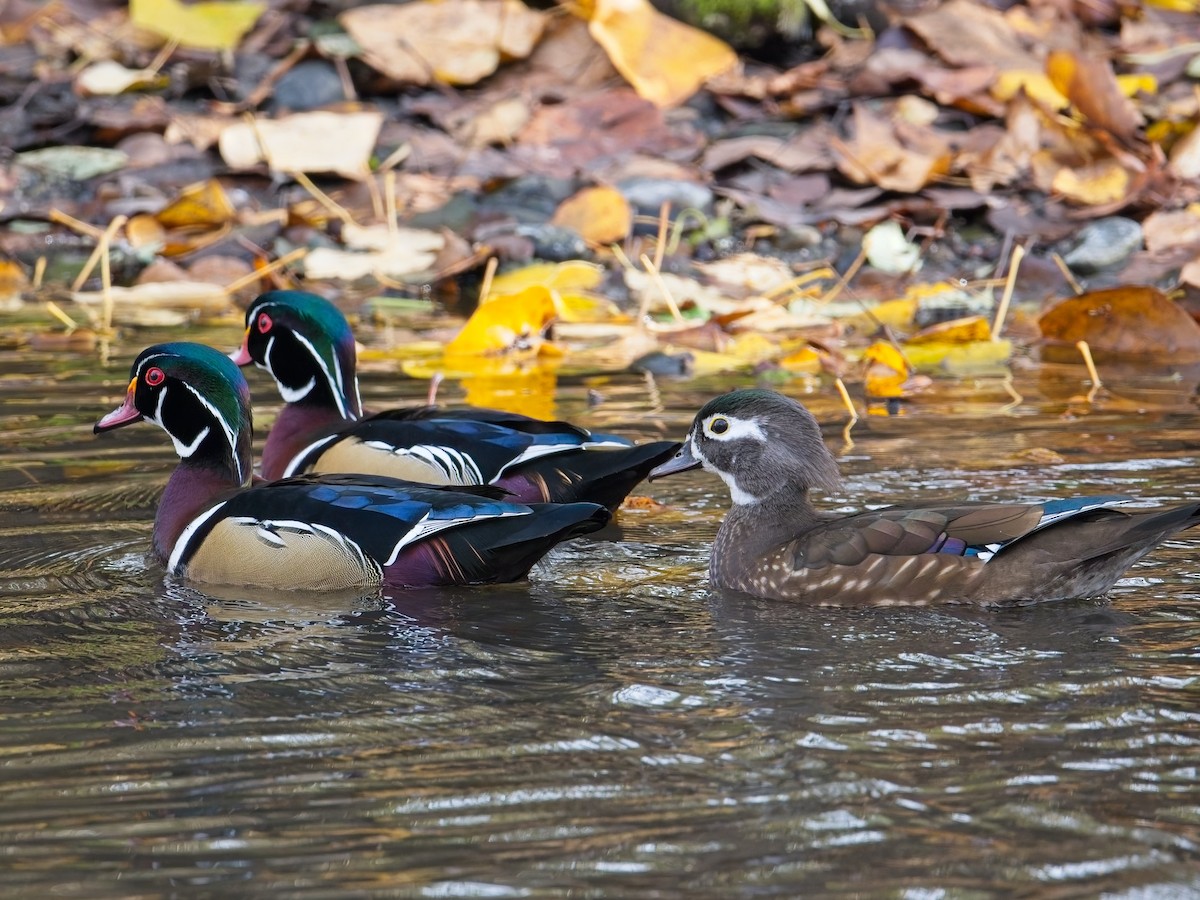 Wood Duck - ML646625600