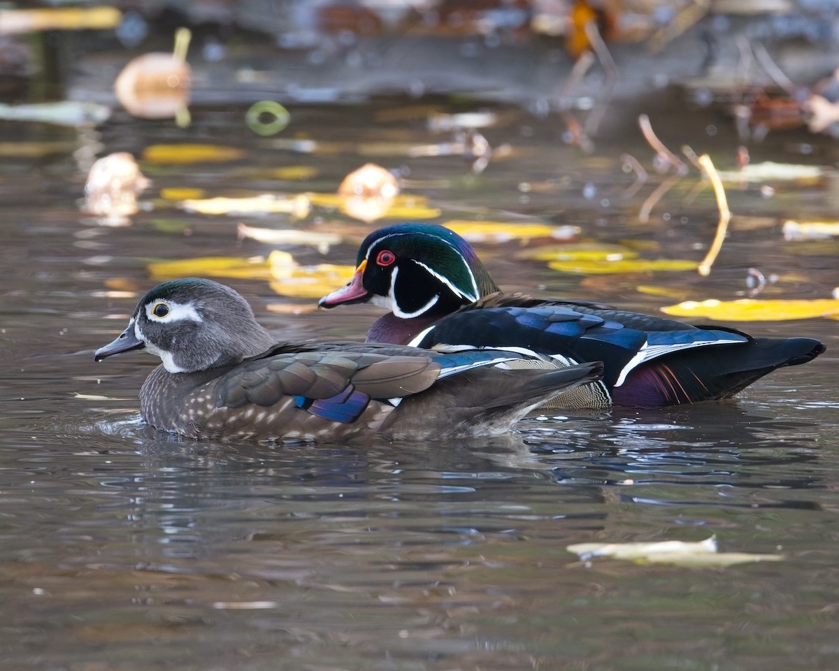 Wood Duck - ML646625601