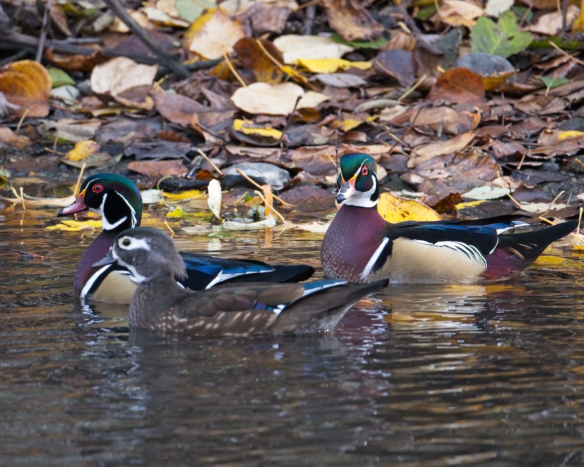 Wood Duck - ML646625603