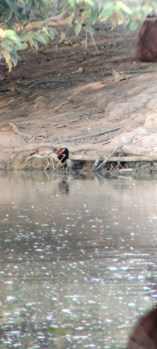 Wattled Jacana - ML646625613