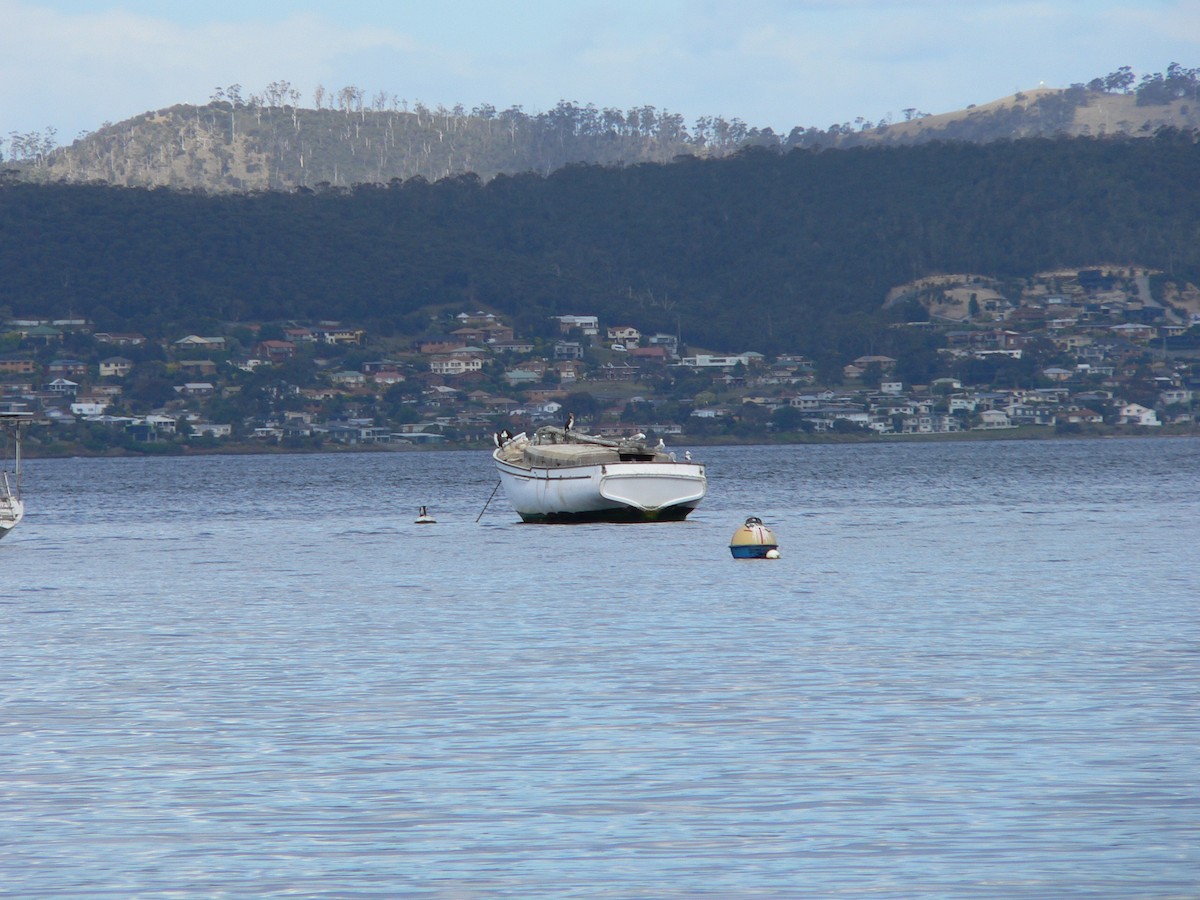 Чернолицый баклан - ML646625615