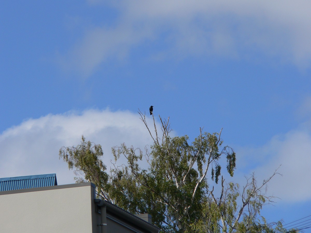 Тасманийский ворон - ML646625618