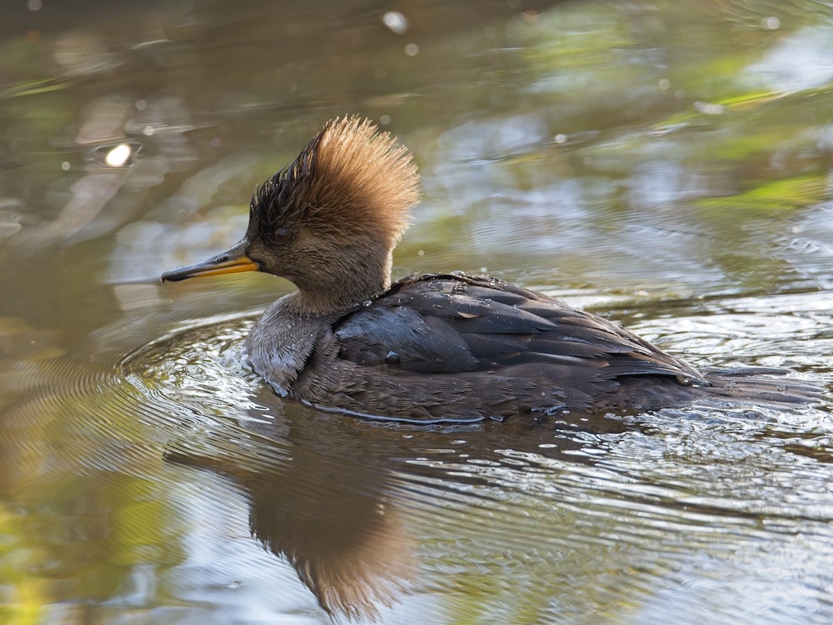 Hooded Merganser - ML646625619