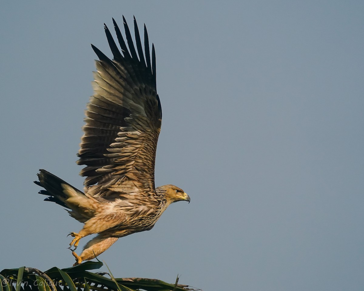 白肩鵰 - ML646625620