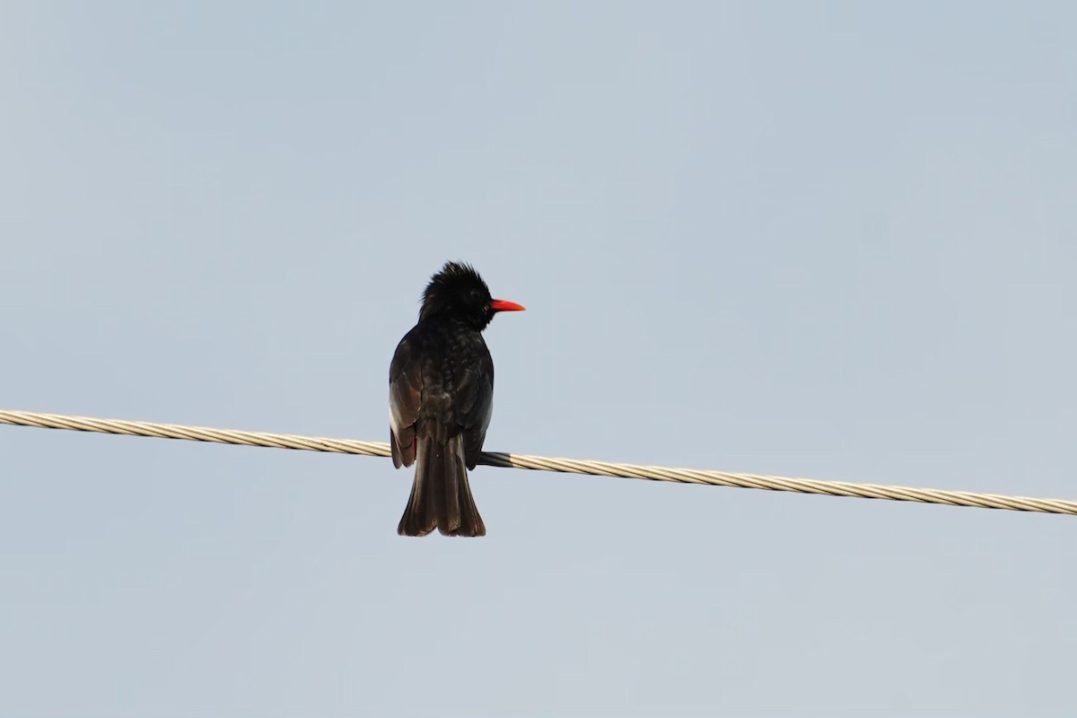 Черный бюль-бюль - ML646625621