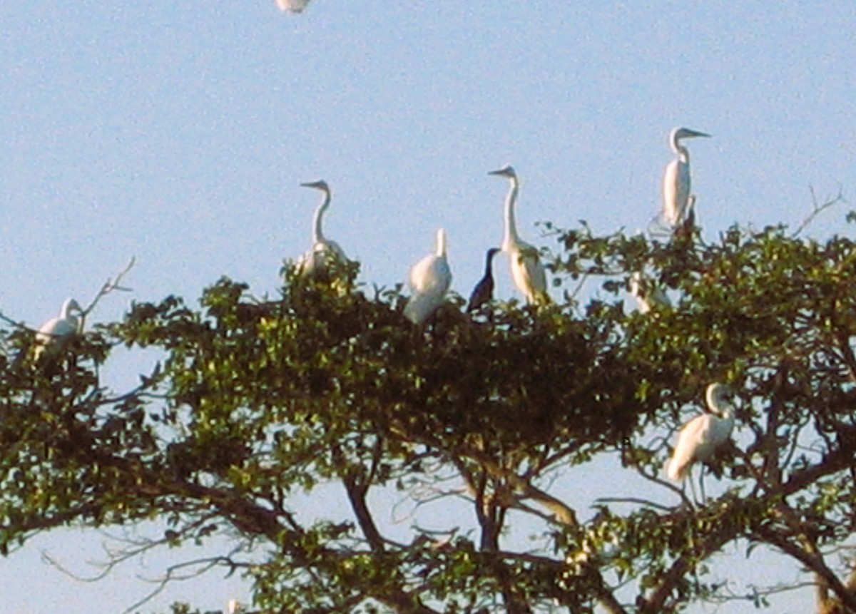 大白鷺 - ML646625624