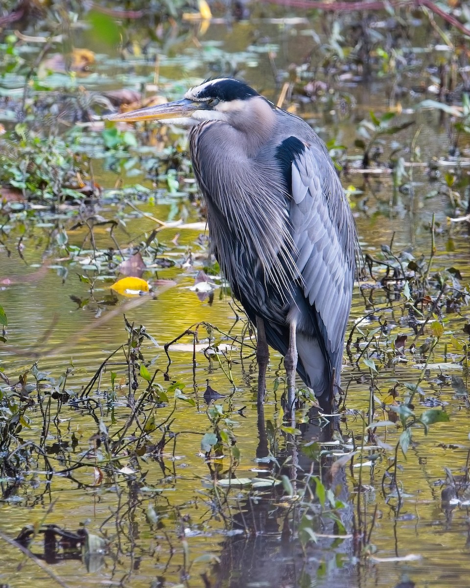 Great Blue Heron - ML646625625