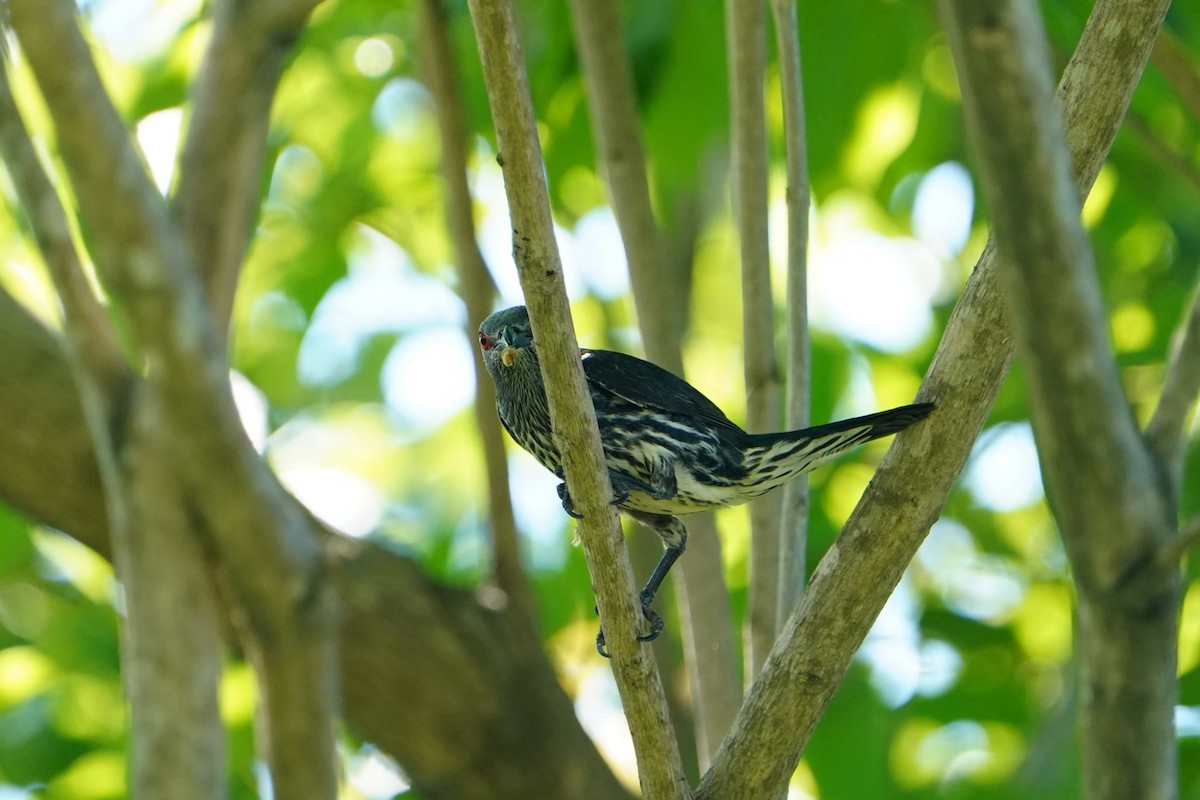 Красноглазый скворец - ML646625626