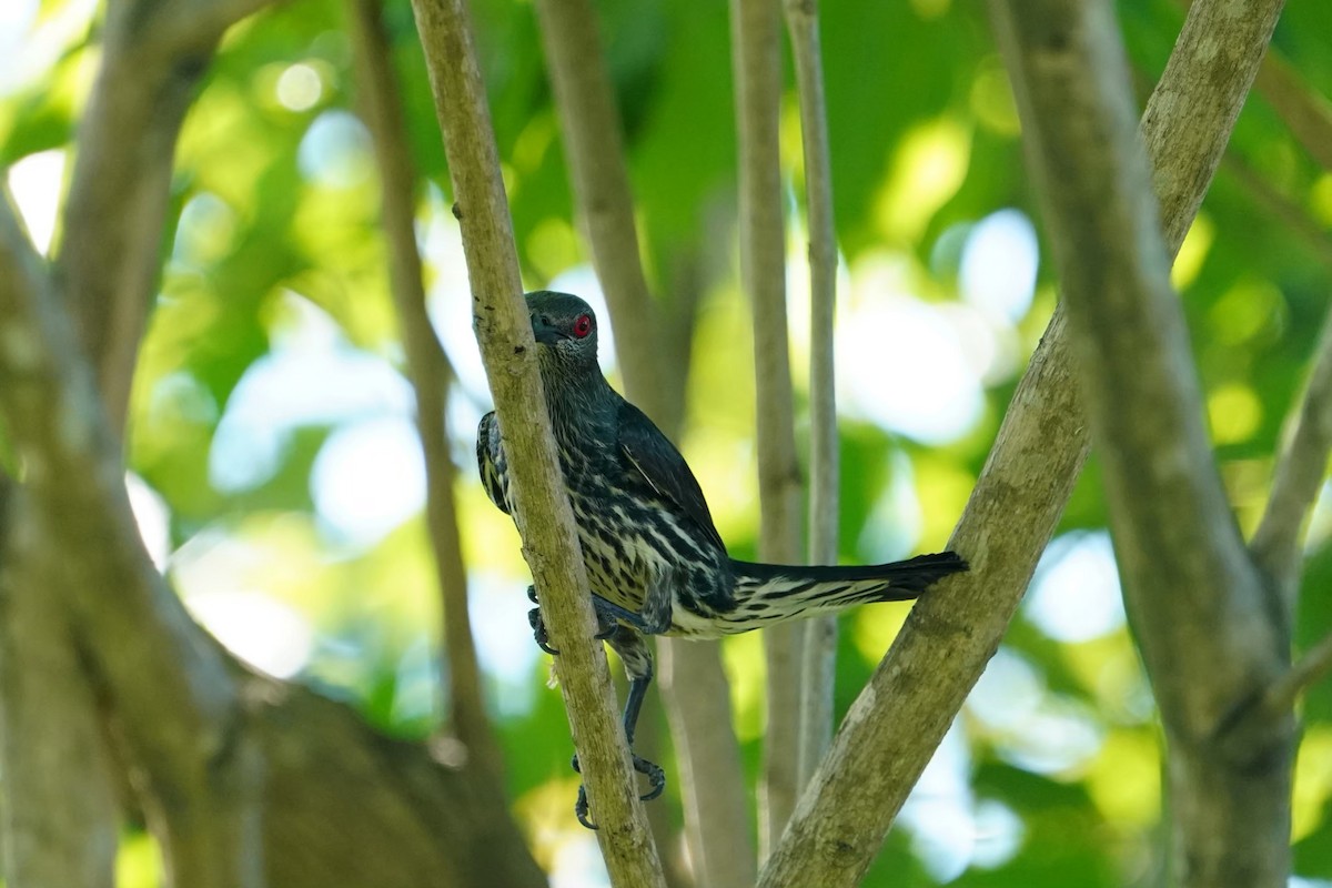 Красноглазый скворец - ML646625627