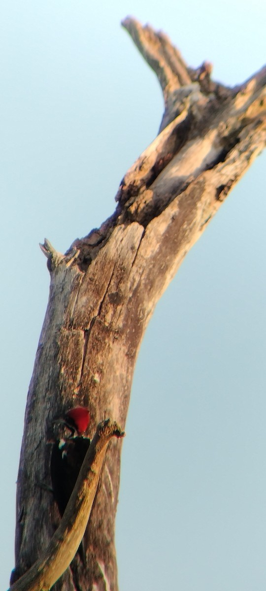 Lineated Woodpecker - ML646625628