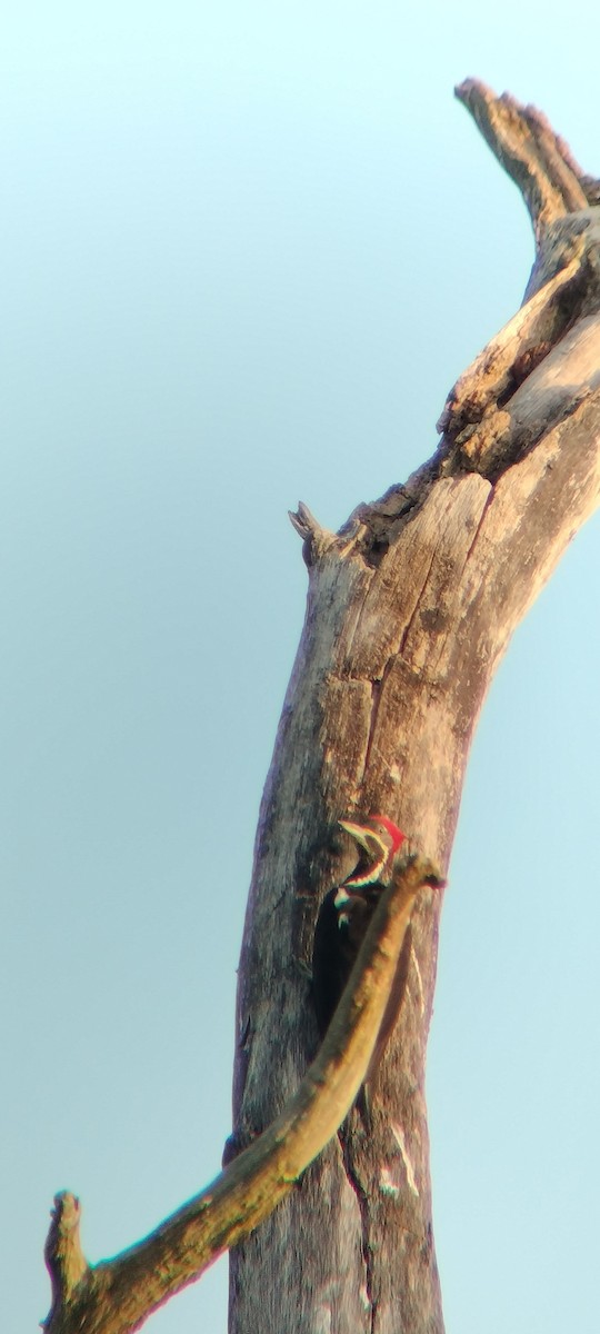 Lineated Woodpecker - ML646625629