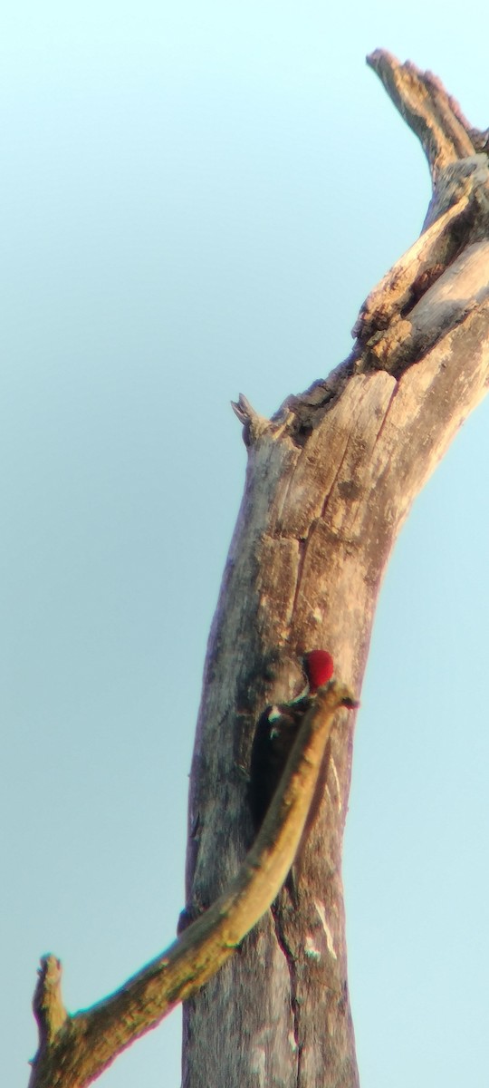 Lineated Woodpecker - ML646625630