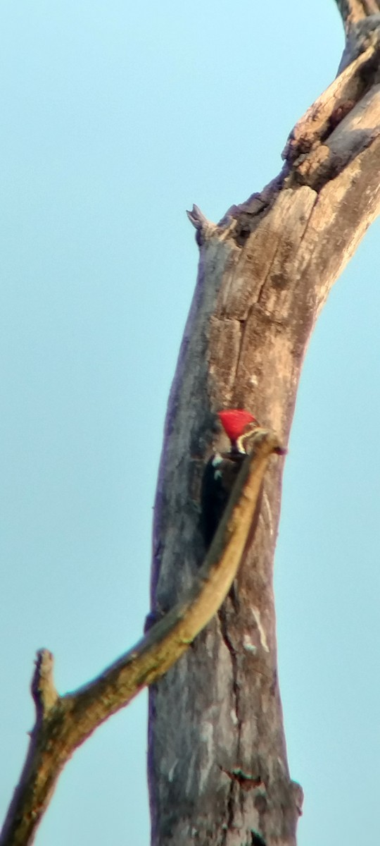 Lineated Woodpecker - ML646625631