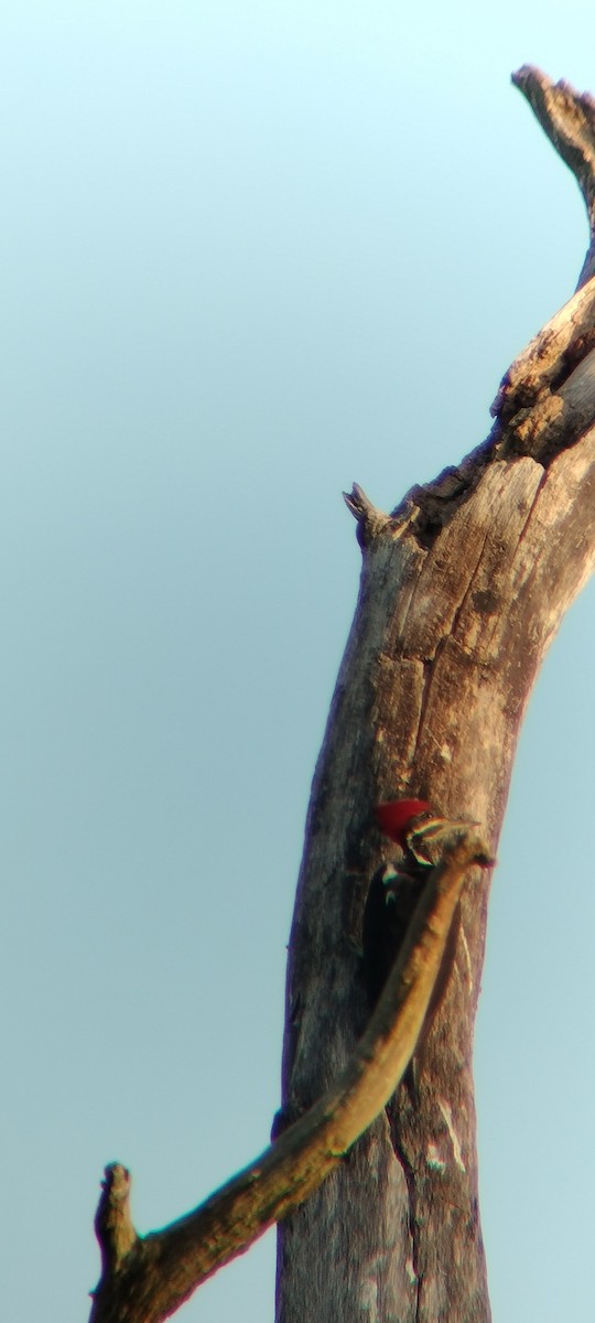 Lineated Woodpecker - ML646625632