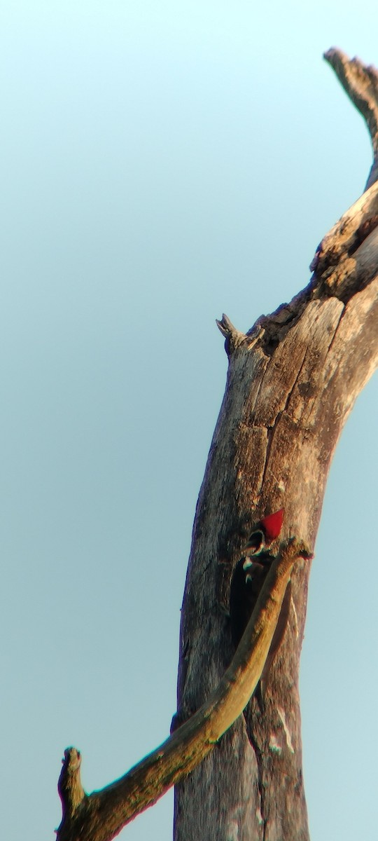 Lineated Woodpecker - ML646625634