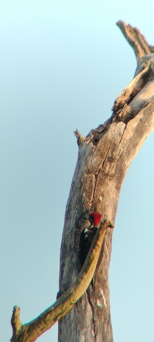 Lineated Woodpecker - ML646625635