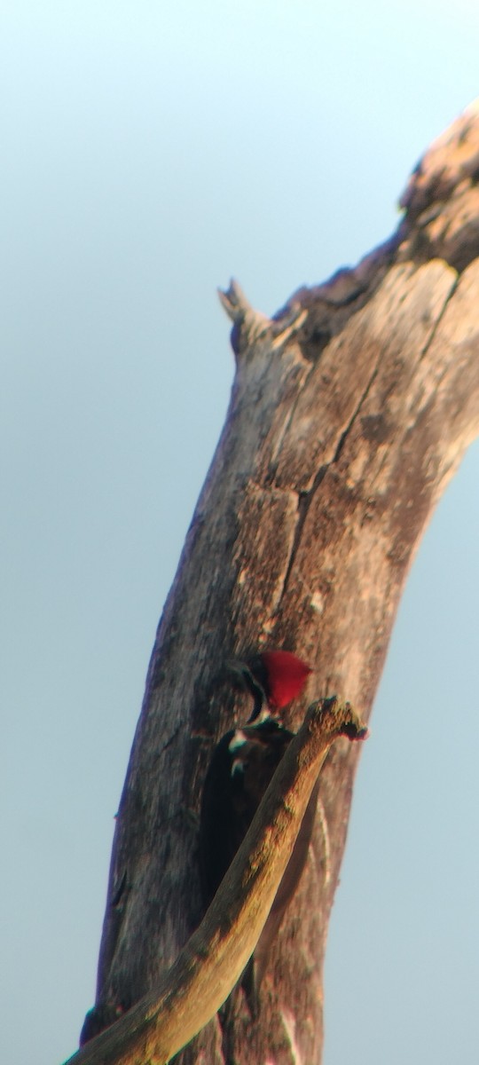 Lineated Woodpecker - ML646625636