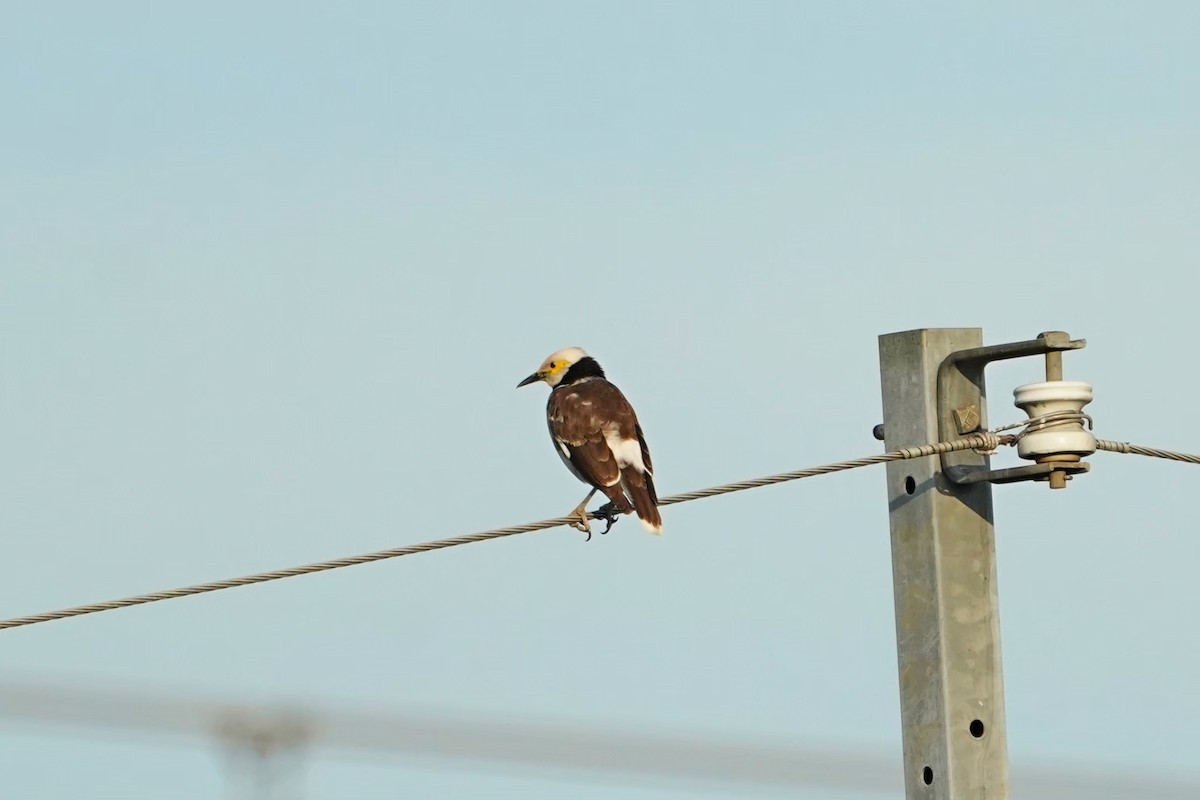 Черношейный скворец - ML646625637