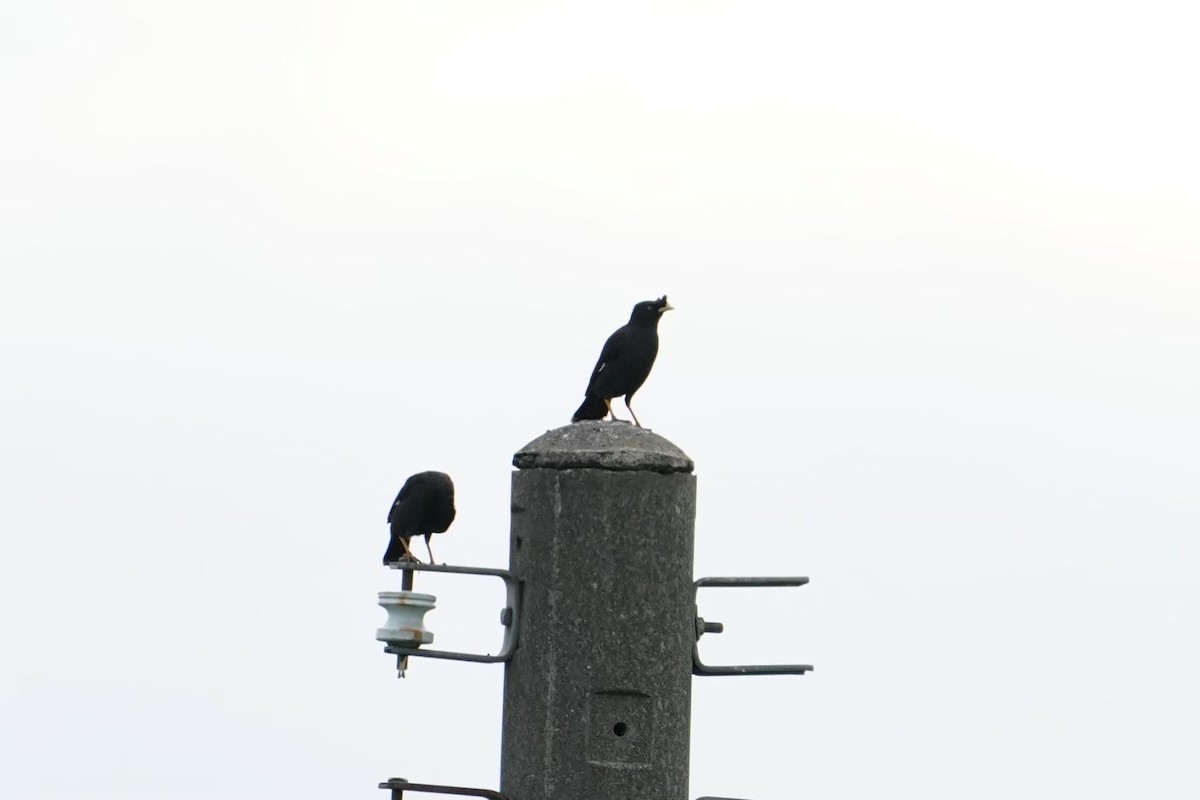 Хохлатая майна - ML646625639