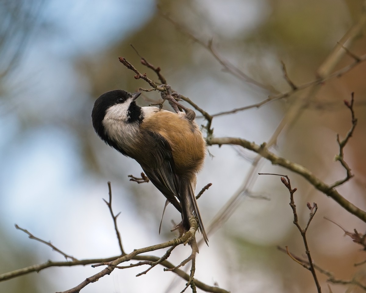 Chestnut-backed Chickadee - ML646625640