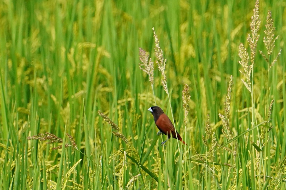 Черноголовая муния - ML646625641