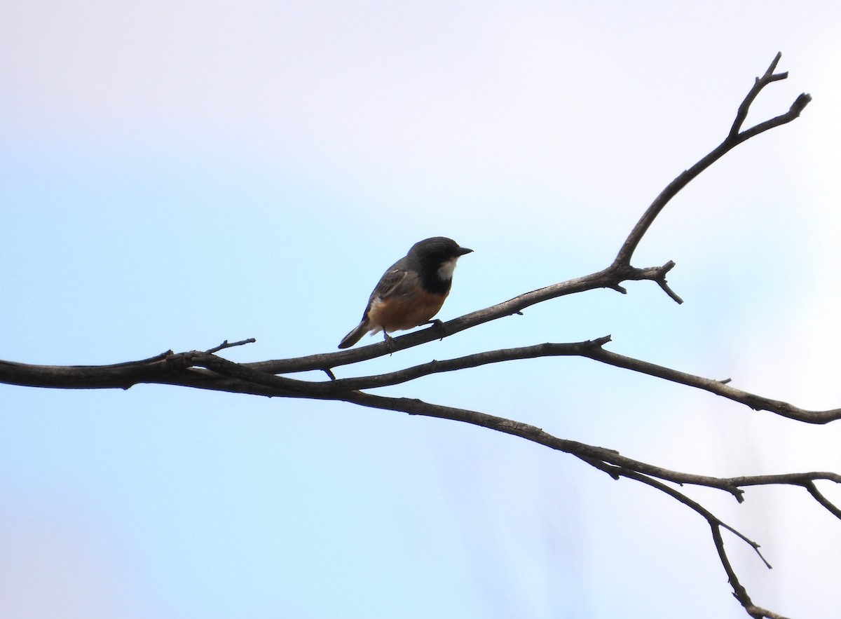 Rufous Whistler - ML646625642