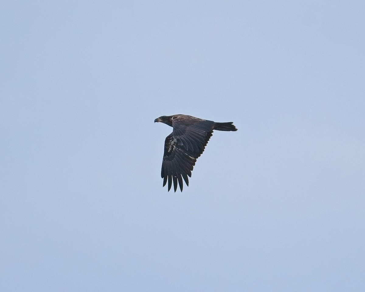 ハクトウワシ - ML646625643