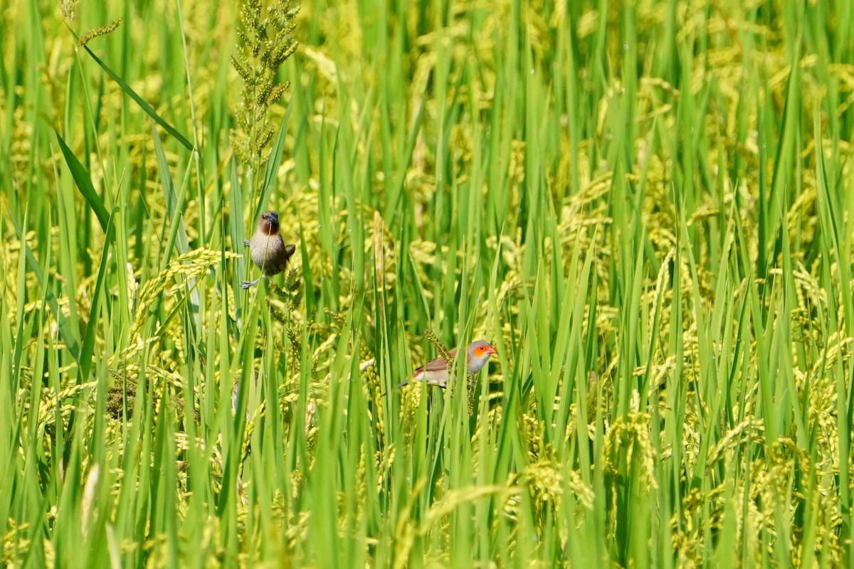 Оранжевощёкий астрильд - ML646625644