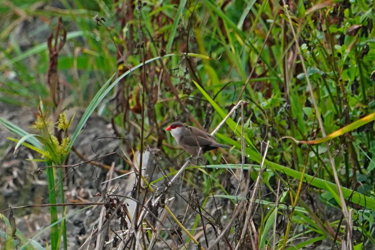 Волнистый астрильд - ML646625646