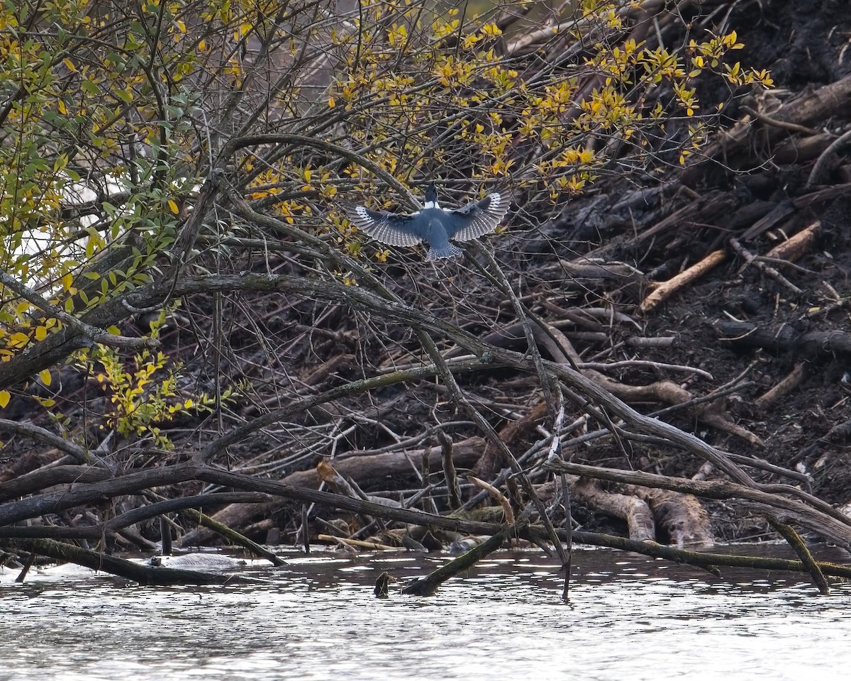 Belted Kingfisher - ML646625647
