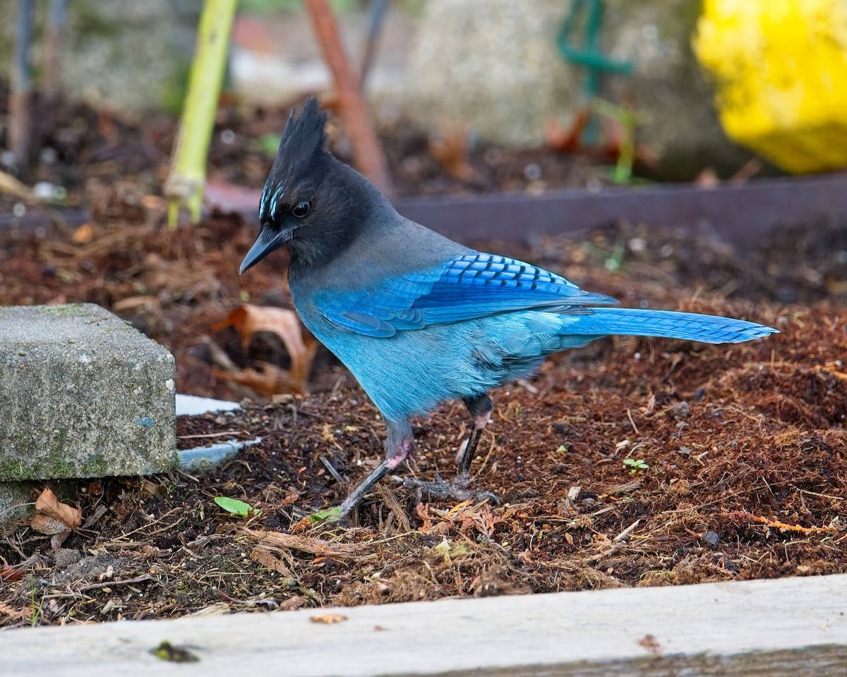 Steller's Jay - ML646625648