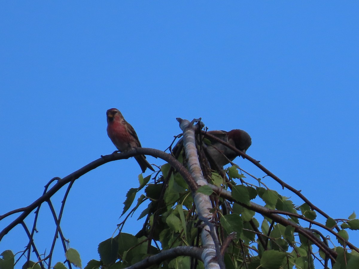 תפוחית שחורת-סנטר - ML646625649
