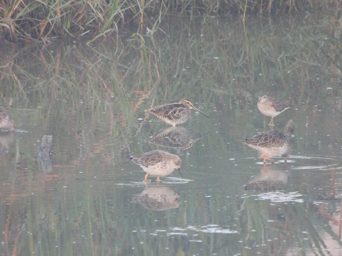 Agachadiza Común - ML646625651