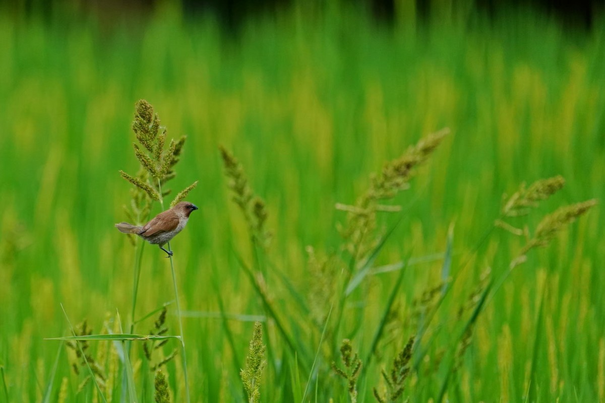 Чешуйчатая муния - ML646625652