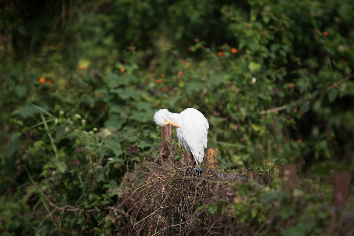 Eastern Cattle-Egret - ML646625653
